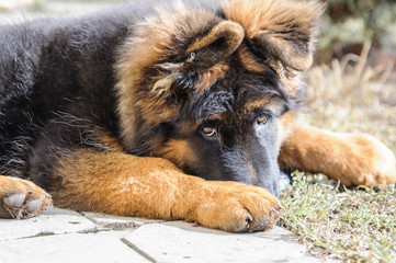 Sad and cute german shepherd puppy