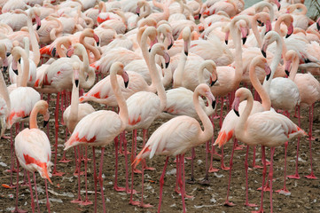 Pink flamingos in the African Reserve nature park in Sigean, France 