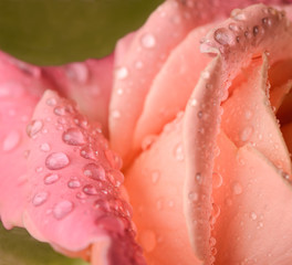 Rose petals macro with water drops