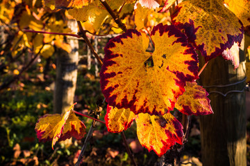 feuilles de vignes automnales