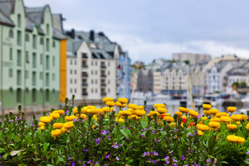 Flowers and cityscape of Alesund Norway