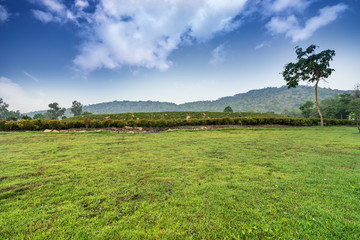 green field park and blue sky - can use to display or montage on product
