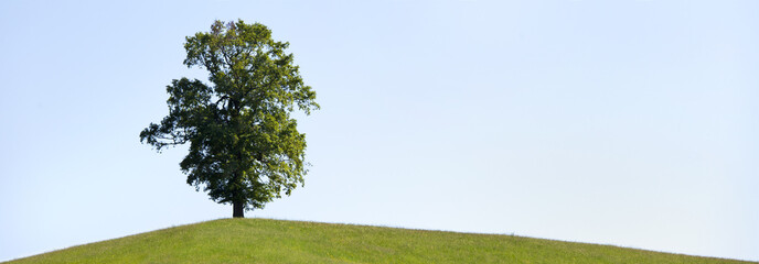Fototapeta premium freistehender Baum