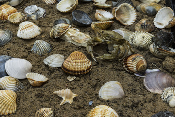 crab in seashells on the dirty sand background