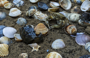 crab in seashells on the dirty sand background