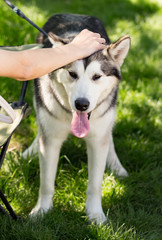 Petting the dog in the open air
