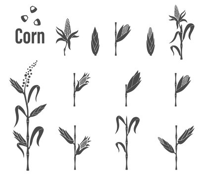 Corn icon - vector illustration.