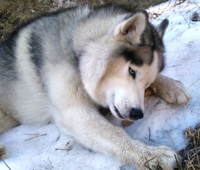 siberian husky