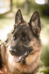 A portrait of a thoroughbred dog in nature