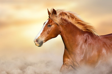 Red horse with long mane portrait against sunset sky