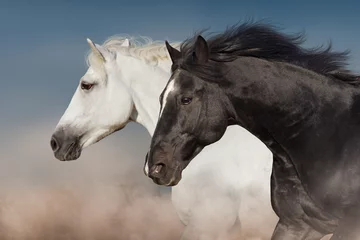 Gordijnen Zwart-wit paard portret in beweging © callipso88
