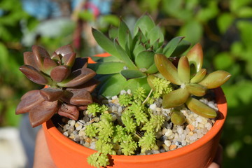 mixture of colorful small succulent plants pot