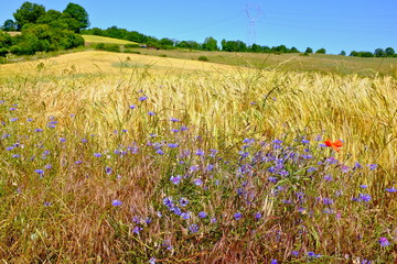 bleuets dans blé