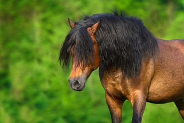 Naklejka premium Bay stallion with long mane portrait in motion close up