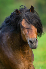 Bay stallion with long mane portrait in motion close up