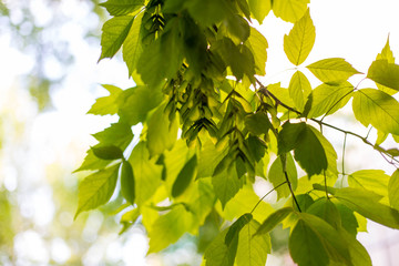 Spring and summer sunlights brings from fresh green lieves 