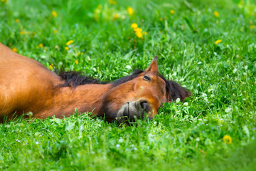 Obraz na płótnie Canvas Bay horse sleep on spring green grass