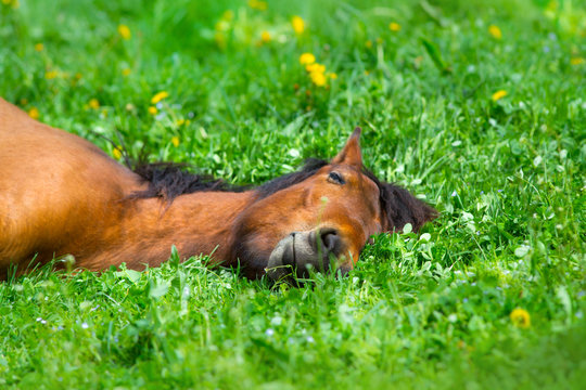 Bay horse sleep on spring green grass