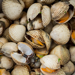 Texture of cockles