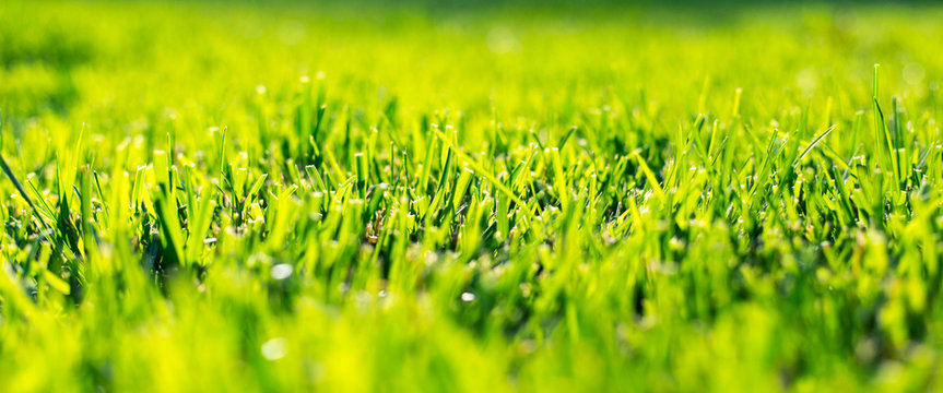 Spring and summer sunlights brings from fresh green lieves 