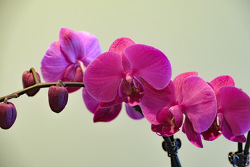 Fototapeta na wymiar Phalaenopsis; Orchid