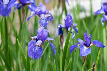 雨上がりのアヤメの花