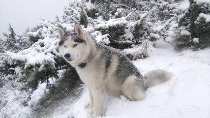 siberian husky