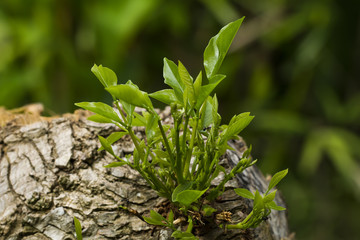 Tree of the emerging tree