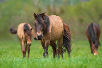 Horses on green spring pasture rest and grazing 