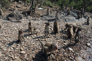 Many wild monkeys sit on the stone bank