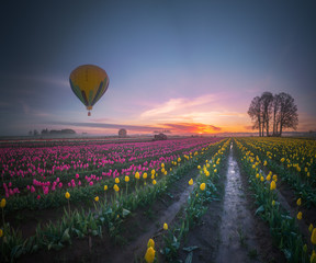 Yellow hot air balloon over tulip field in the morning tranquility