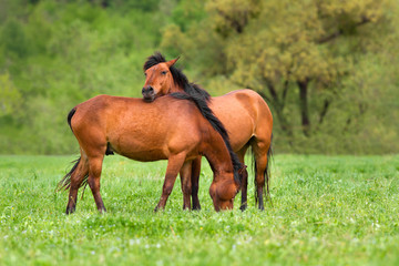 Fototapeta premium Horses on green spring pasture rest and grazing 