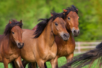 Horses portrait in motion in herd
