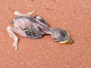 The bird that never flew. Dead baby chick.