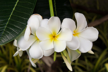 Travel to Bangkok, Thailand. White-yellow flowers of plumeria on the branch in the park.