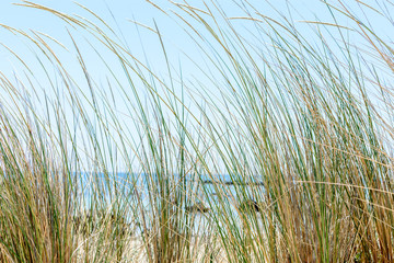 Green grass on a background of blue ocean and blue sky