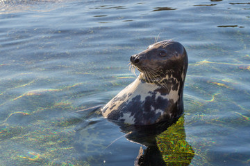Obraz premium Seerobbe entspannt sich an der Küste