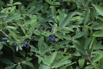 Honeysuckle with ripe berries.