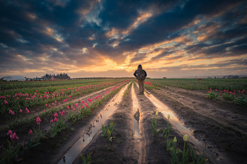 man watching sunrise in tulip field