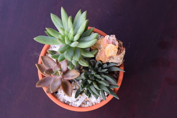 mixture of colorful small succulent plants pot
