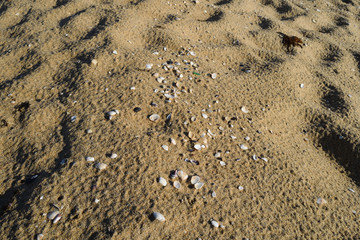 Shell of shell on sand.