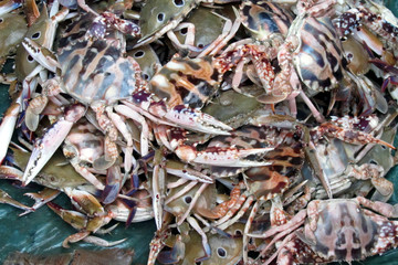 The Dungeness crab, Metacarcinus magister (formerly Cancer magister) at fish market in Digha, West Bengal, India.