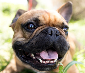 Dog drinking water from a bowl outdoors