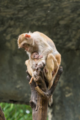 A female Rhesus macaque is breastfeeding her baby.