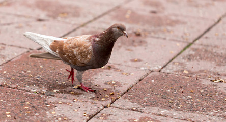 Dove on the sidewalk in the city