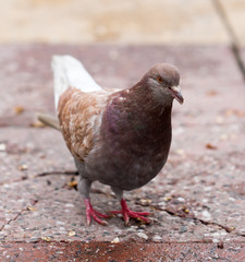 Dove on the sidewalk in the city