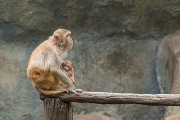 A female Rhesus macaque is holding her baby.