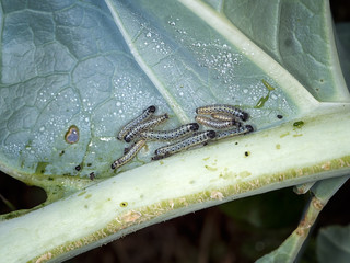 Cabbage with Large White butterfly caterpillars. Pieris brassicae.