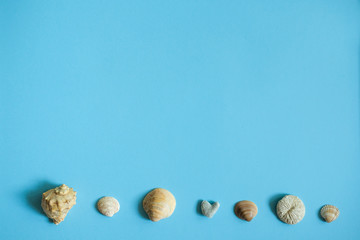 Seashells on blue background