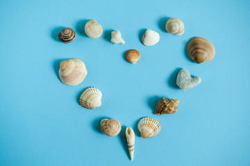 Seashells on blue background